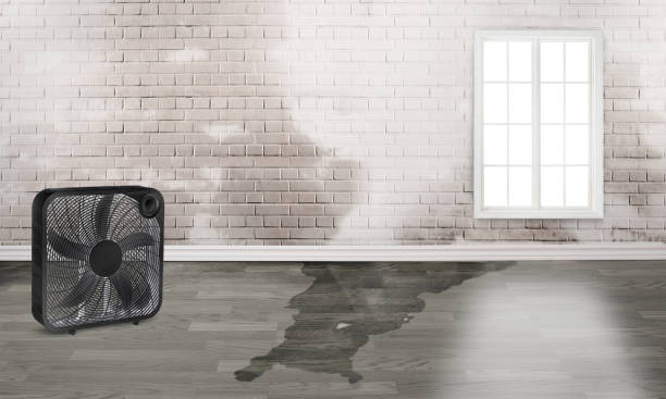 Best Mold removal after water damage  in Orchard Homes, MT